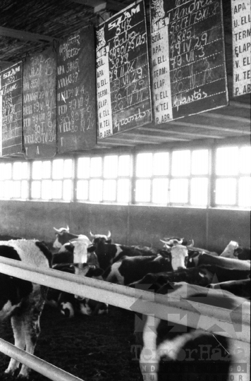 THM-BJ-04806 - Dalmandi Állami Gazdaság szarvasmarha telepe az 1970-es években 