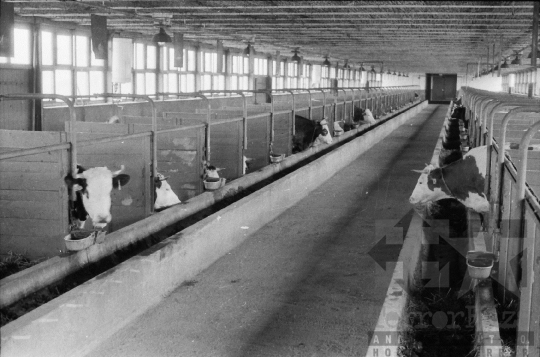 THM-BJ-04807 - Dalmandi Állami Gazdaság szarvasmarha telepe az 1970-es években 