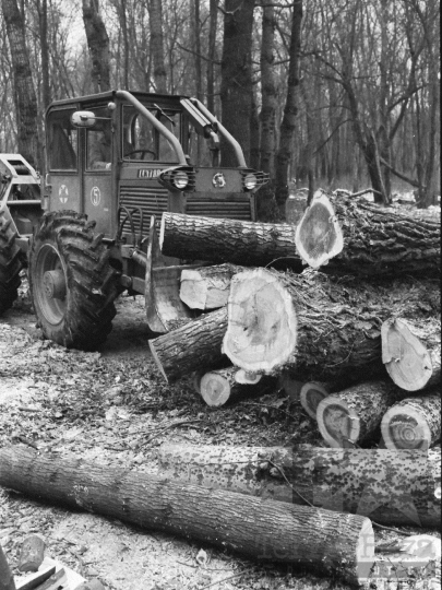THM-BJ-04879 - Munka a Pörböly közeli erdőkben az 1970-es években