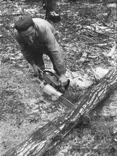 THM-BJ-04881 - Munka a Pörböly közeli erdőkben az 1970-es években