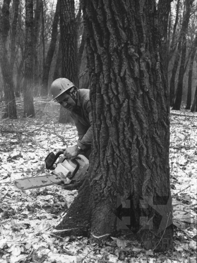 THM-BJ-04884 - Munka a Pörböly közeli erdőkben az 1970-es években