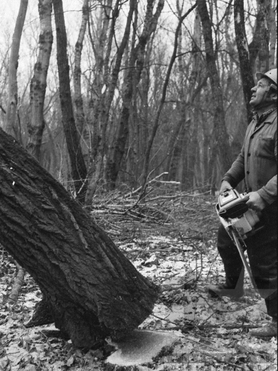 THM-BJ-04887 - Munka a Pörböly közeli erdőkben az 1970-es években