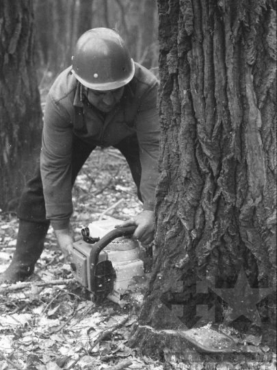 THM-BJ-04888 - Munka a Pörböly közeli erdőkben az 1970-es években