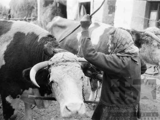 THM-BJ-04904 - Asszony és lánya élete egy kajdacsi háztáji gazdaságban az 1970-es években 