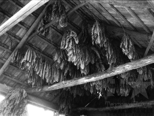 THM-BJ-04911 - Asszony és lánya élete egy kajdacsi háztáji gazdaságban az 1970-es években 