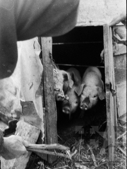 THM-BJ-04913 - Asszony és lánya élete egy kajdacsi háztáji gazdaságban az 1970-es években 