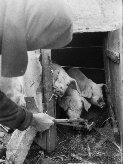 THM-BJ-04914 - Asszony és lánya élete egy kajdacsi háztáji gazdaságban az 1970-es években 