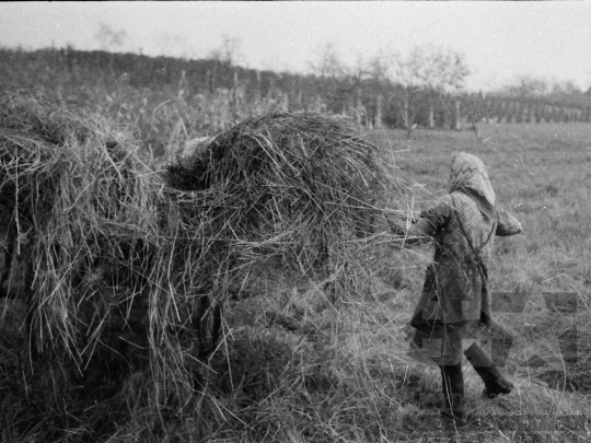 THM-BJ-04930 - Asszony és lánya élete egy kajdacsi háztáji gazdaságban az 1970-es években 