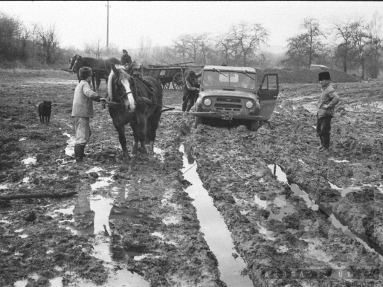 THM-BJ-04941 - Juhtenyésztés Kakasdon az 1970-es években 