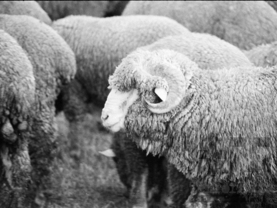 THM-BJ-04944 - Juhtenyésztés Kakasdon az 1970-es években 