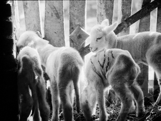 THM-BJ-04948 - Juhtenyésztés Kakasdon az 1970-es években 