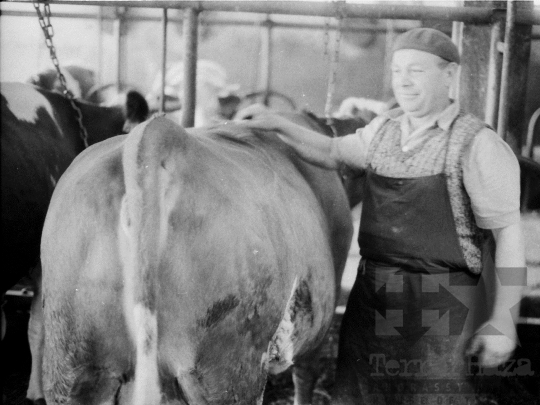 THM-BJ-05021 - Állattenyésztés a zombai termelőszövetkezetben az 1970-es években 