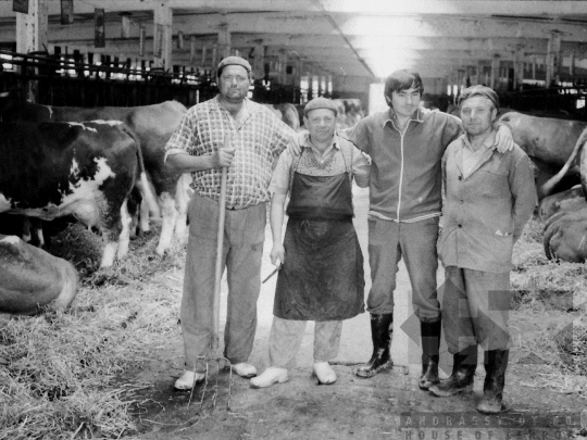 THM-BJ-05022 - Állattenyésztés a zombai termelőszövetkezetben az 1970-es években 