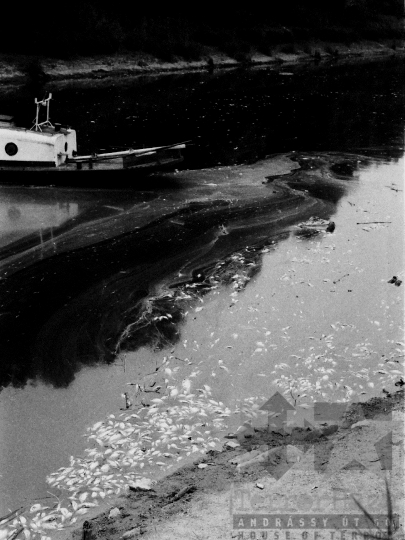 THM-BJ-05073 - Halpusztulás a Sióban - fenolmérgezés az 1970-es években