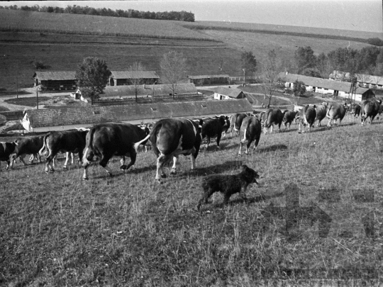 THM-BJ-05205 - Bonyhádi fajta tehenek legeltetése Kisdorogon az 1970-es években 