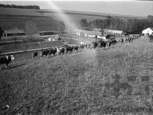 THM-BJ-05206 - Bonyhádi fajta tehenek legeltetése Kisdorogon az 1970-es években 