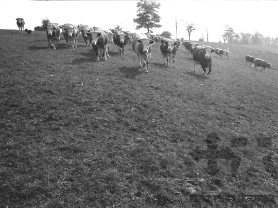 THM-BJ-05207 - Bonyhádi fajta tehenek legeltetése Kisdorogon az 1970-es években 