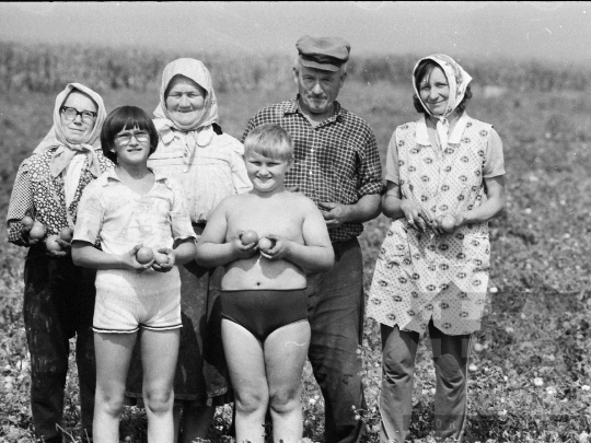 THM-BJ-05275 - Paradicsomszüret a mözsi termelőszövetkezetben az 1970-es években