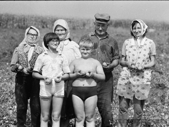 THM-BJ-05275a - Paradicsomszüret a mözsi termelőszövetkezetben az 1970-es években