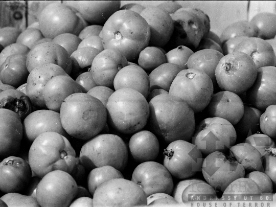 THM-BJ-05278 - Paradicsomszüret a mözsi termelőszövetkezetben az 1970-es években 