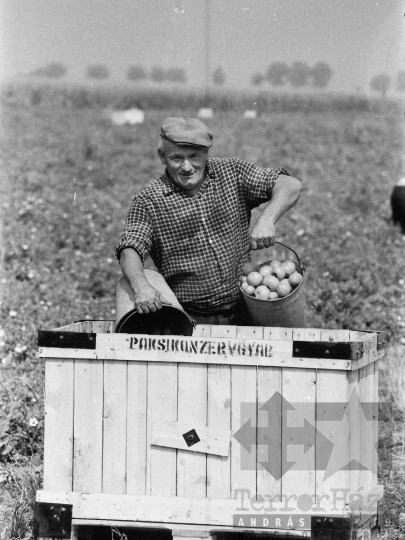THM-BJ-05279 - Paradicsomszüret a mözsi termelőszövetkezetben az 1970-es években 