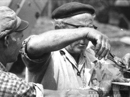 THM-BJ-05374 - Paksi Állami Gazdaság az 1970-es években 