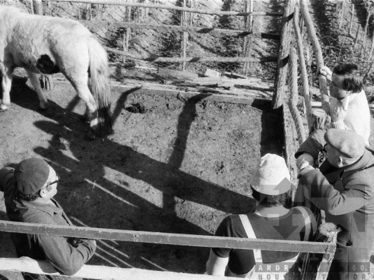 THM-BJ-05449 - Kisvári István kisállatkereskedő Szekszárdon az 1980-as években 