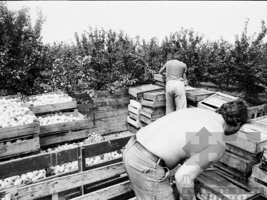 THM-BJ-05513 - Barackszedés a bátai termelőszövetkezetben az 1980-as években 