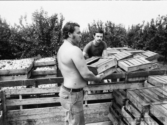 THM-BJ-05514 - Barackszedés a bátai termelőszövetkezetben az 1980-as években 