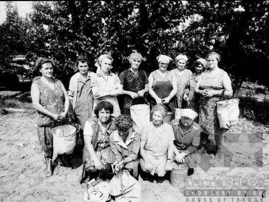 THM-BJ-05516 - Barackszedés a bátai termelőszövetkezetben az 1980-as években 