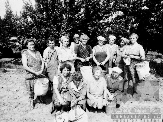 THM-BJ-05516a - Barackszedés a bátai termelőszövetkezetben az 1980-as években 