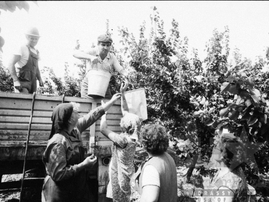 THM-BJ-05517 - Barackszedés a bátai termelőszövetkezetben az 1980-as években 