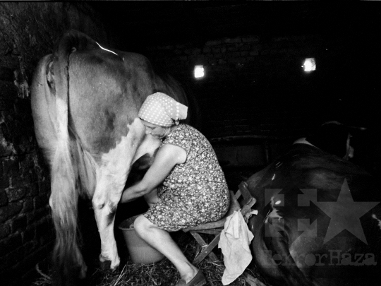 THM-BJ-05542 - Háztáji gazdaság Kocsolán az 1980-as években 