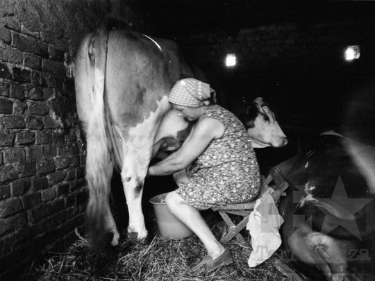 THM-BJ-05543 - Háztáji gazdaság Kocsolán az 1980-as években 