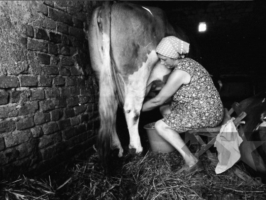 THM-BJ-05544 - Háztáji gazdaság Kocsolán az 1980-as években 