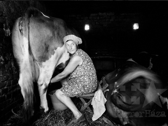 THM-BJ-05545 - Háztáji gazdaság Kocsolán az 1980-as években 