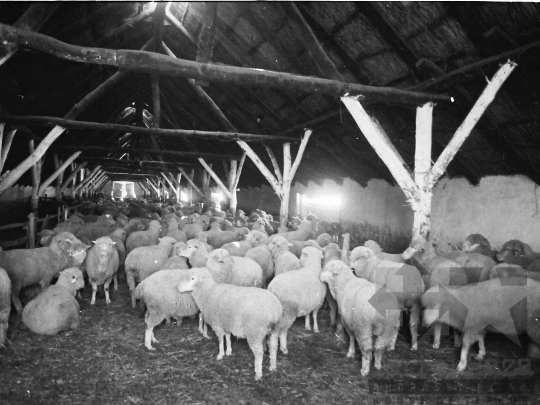 THM-BJ-05660 - Mórágyi életkép az 1980-as években 