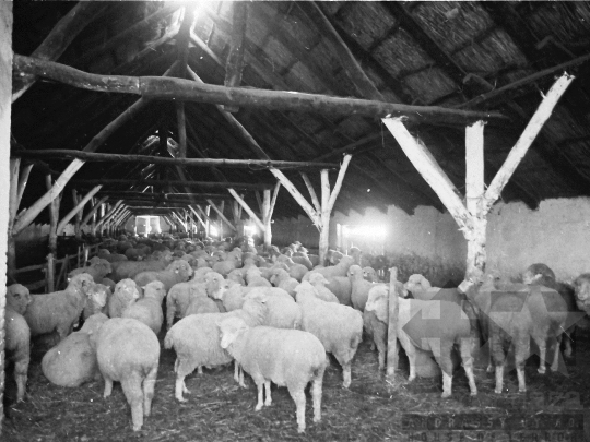 THM-BJ-05660a - Mórágyi életkép az 1980-as években 