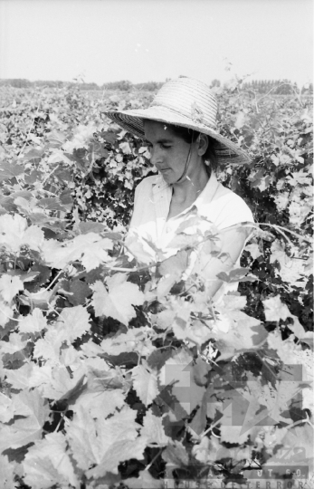 THM-BJ-05895 - Szőlőszüret a Szekszárdi Állami Gazdaságban az 1960-as években 