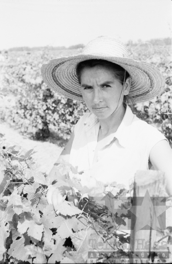 THM-BJ-05896 - Szőlőszüret a Szekszárdi Állami Gazdaságban az 1960-as években 
