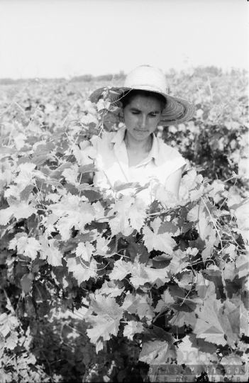 THM-BJ-05897 - Szőlőszüret a Szekszárdi Állami Gazdaságban az 1960-as években 