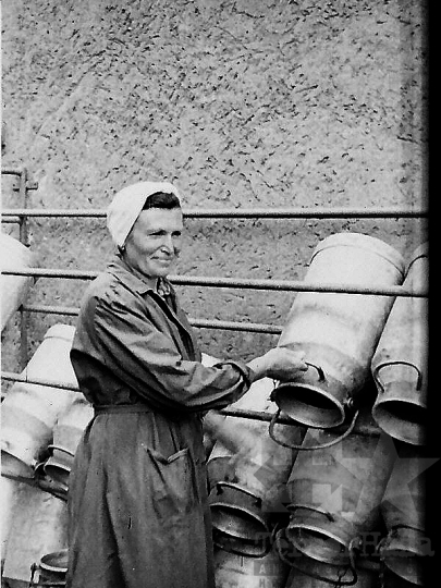 THM-BJ-05904 - Kölesdi tejüzem az 1960-as években 