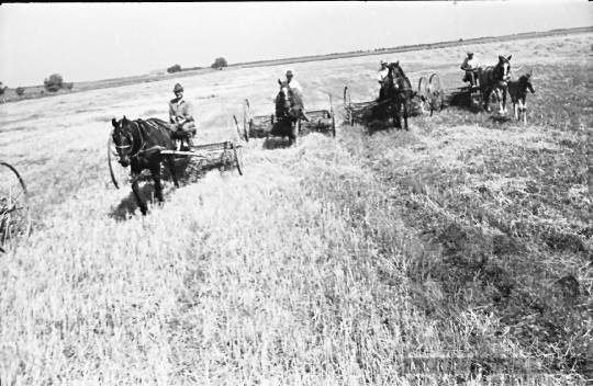 THM-BJ-05965 - Aratás a bölcskei termelőszövetkezetben az 1960-as években 