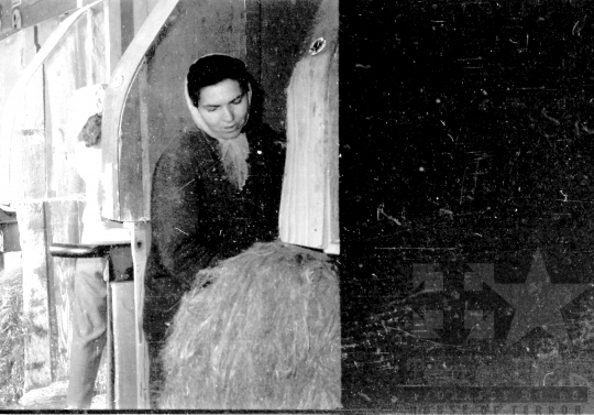 THM-BJ-06009 - Furkópusztai kendergyár az 1960-as években 