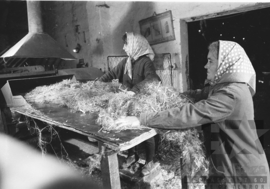 THM-BJ-06013 - Furkópusztai kendergyár az 1960-as években 