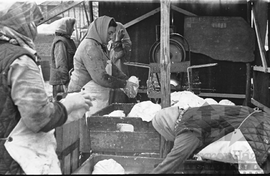 THM-BJ-06042 - Nagydorogi ÁFÉSZ savanyító üzeme az 1960-as években 