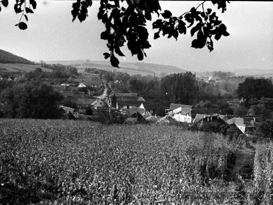 THM-BJ-06181 - Kukoricatábla Kisdorog mellett az 1970-es években 