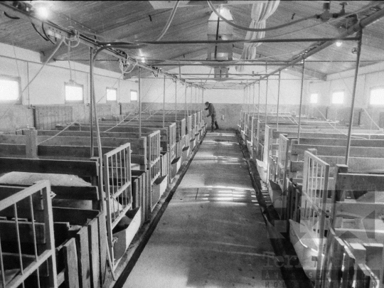 THM-BJ-06309 - Sertéstelep az ozorai termelőszövetkezetben az 1980-as években 