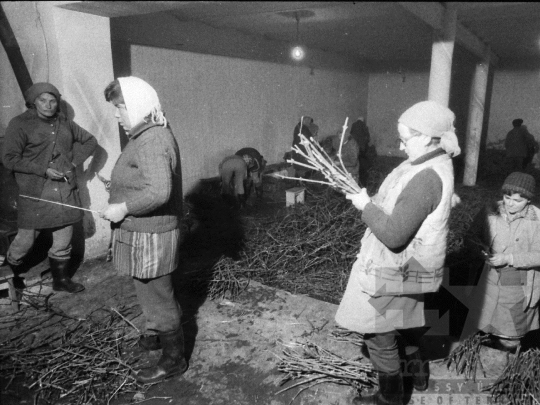 THM-BJ-06334 - Szőlőoltványok előkészítése ültetés előtt Felsőnyéken az 1980-as években 