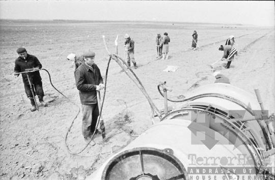 THM-BJ-06351 - Szőlőtelepítés a bátai termelőszövetkezetben az 1980-as években 